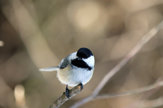 M&eacute;sange &agrave; t&ecirc;te noire