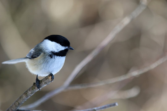 M&eacute;sange &agrave; t&ecirc;te noire