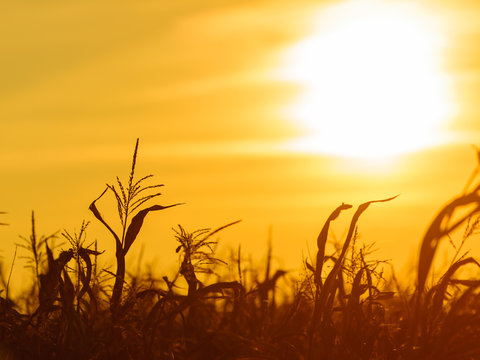 Corn Field At The Yellow Sunset