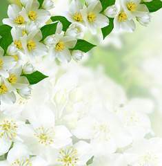 Naklejka na ściany i meble Spring landscape with delicate jasmine flowers