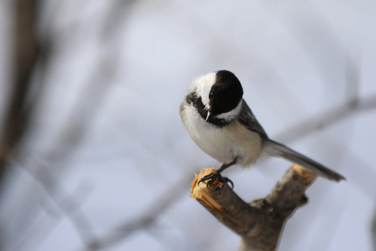 M&eacute;sange &agrave; t&ecirc;te noire