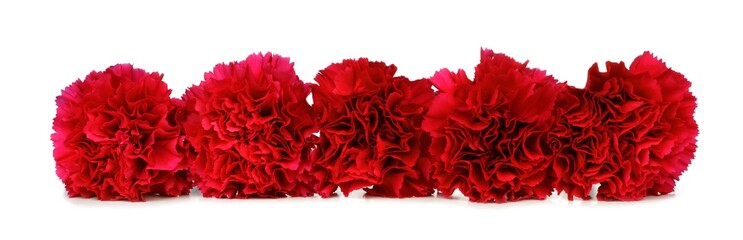 Border arrangement of red carnation flowers