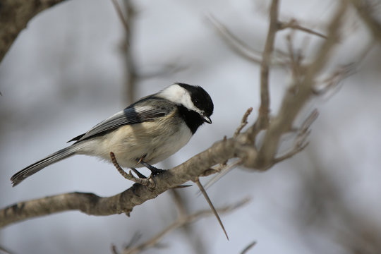 M&eacute;sange &agrave; t&ecirc;te noire