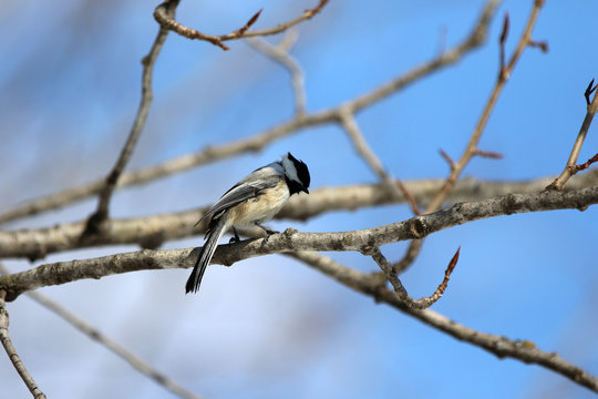 M&eacute;sange &agrave; t&ecirc;te noire