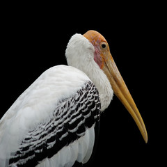 painted stork bird