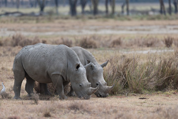 Fototapeta premium Rhino