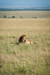 Lion in the savanna of Africa