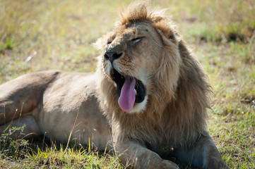 Lion in the savanna of Africa