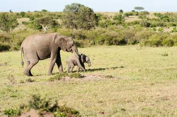 Fototapeta premium elephant