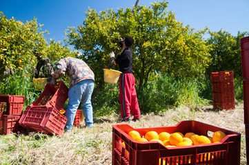 Harvest time