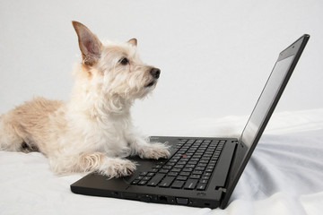 Tan terrier with paws on laptop gazing at screen