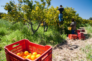 Fototapeta premium Harvest time