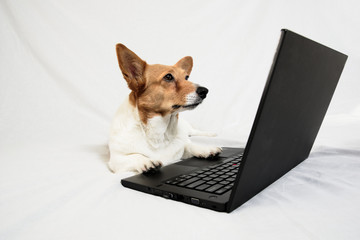 White and brown corgi with paws on keyboard looking at laptop