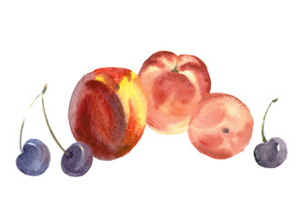 Fruits. Watercolor painting.