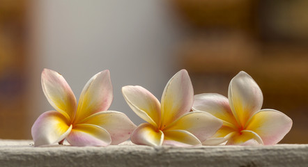 Obraz na płótnie Canvas Colorful fresh plumeria flower with blur background