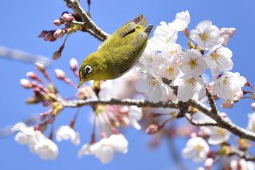 Japanese white-eye