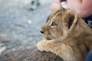 Jeune lionceau joueur