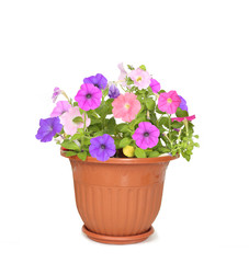 flower in pot