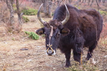 yak