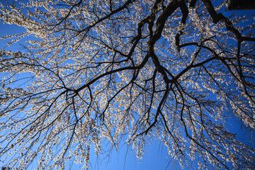 Kiyomizu-dera in Temple Kyoto