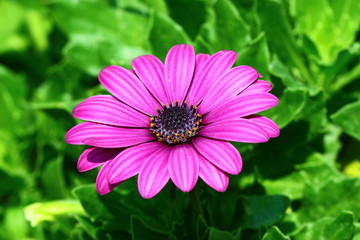 Obraz premium Flowers, beautiful flowers of 