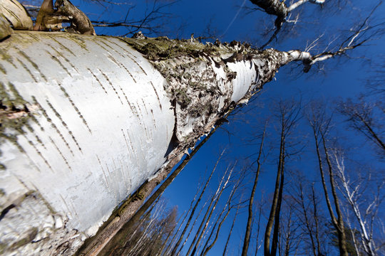 Birch