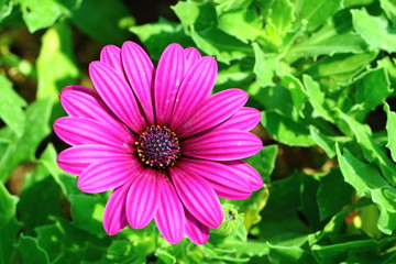 Obraz premium Gerbera, the royal park rajapruek Chiang Mai Thailand.