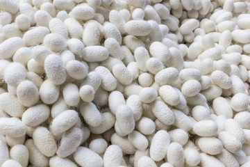 Silkworm cocoon