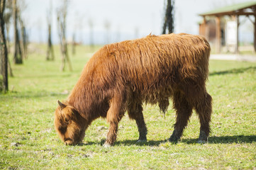 Brown buffalo