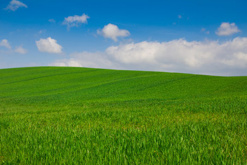 Fototapeta premium Paesaggio rurale tipico della Val d'Orcia - Toscana