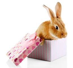 Cute rabbit in gift box, isolated on white