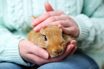 Woman holding little cute rabbit, close up
