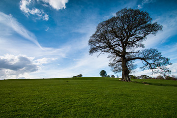Lone tree in a green field with blue sky and clouds