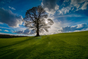 Fototapeta na wymiar Lone tree in a green field with blue sky and clouds