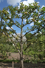 Pommier taillé en pyramide