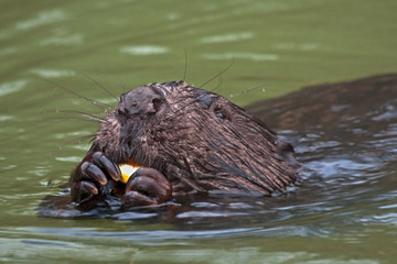 Obraz premium Close-up of Eurasian beaver (Castor fiber), male