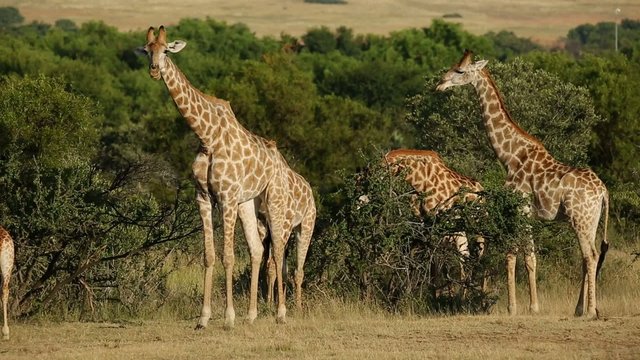 A group of giraffes in natural habitat