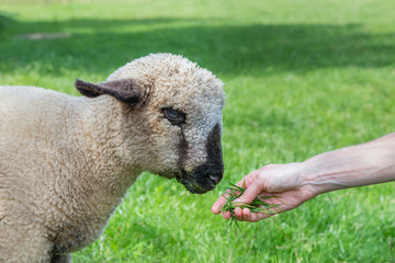 Arm with hand feeding grass to lamb