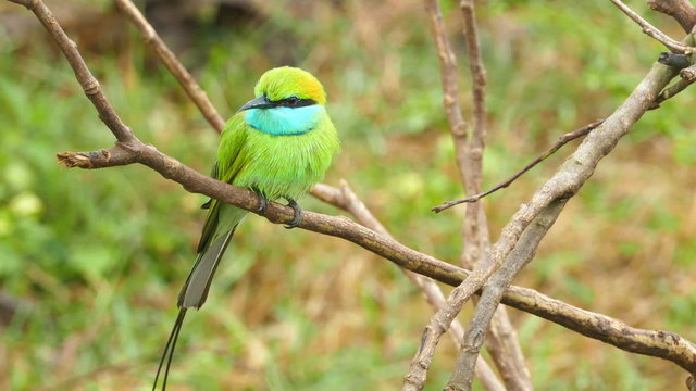 Green Bee-eater (Merops orientalis) bird on branch in Sri Lanka