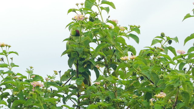 green parrot on tree branch 