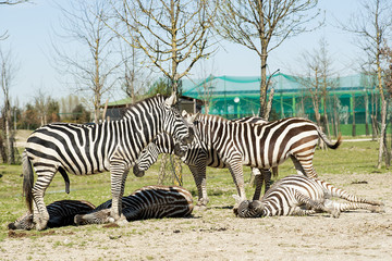 Zebras