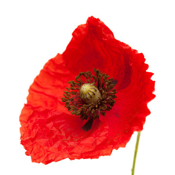 Bright red poppy
