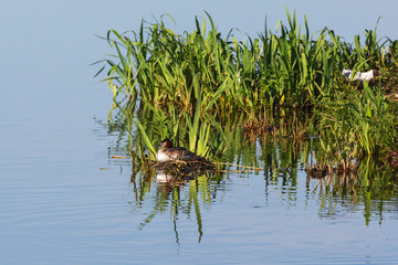 Great crested grebe nesting