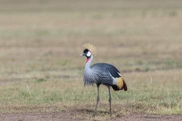 Grey Crowned Crane