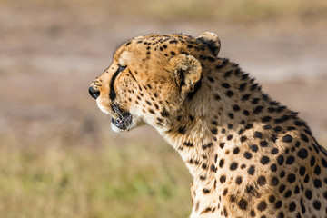Cheetah sitting and looking