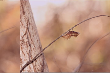 Obraz premium Butterfly's pupa