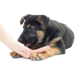 Shepherd puppy and a human hand on a white background