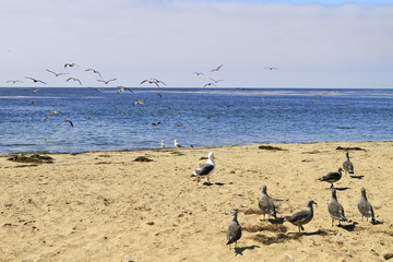 mouettes sur la côte californienne