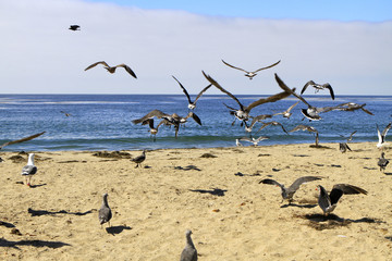 oiseaux sur la côte californienne