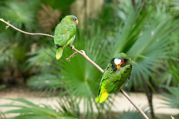 parrot